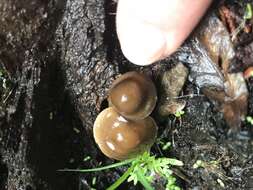 Image of Reddish spotted mycena