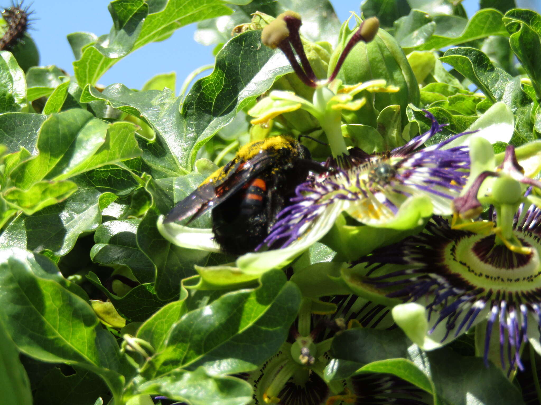 Plancia ëd Xylocopa frontalis (Olivier 1789)