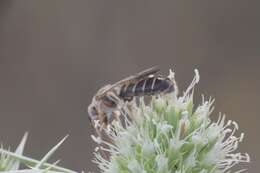 Halictus brunnescens (Eversmann 1852) resmi