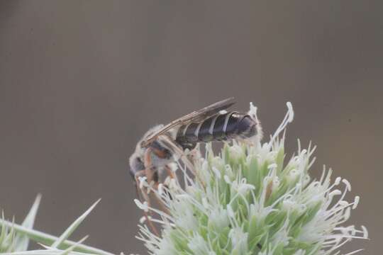 Image de Halictus brunnescens (Eversmann 1852)