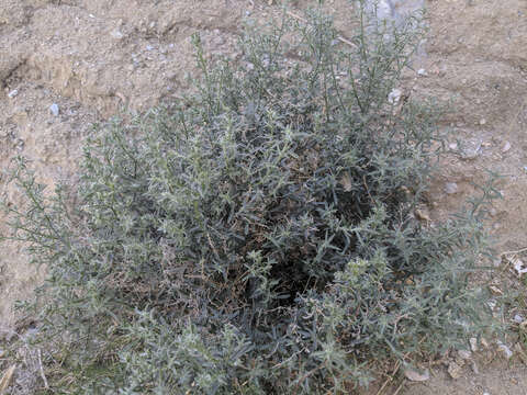 Image of bushy cryptantha