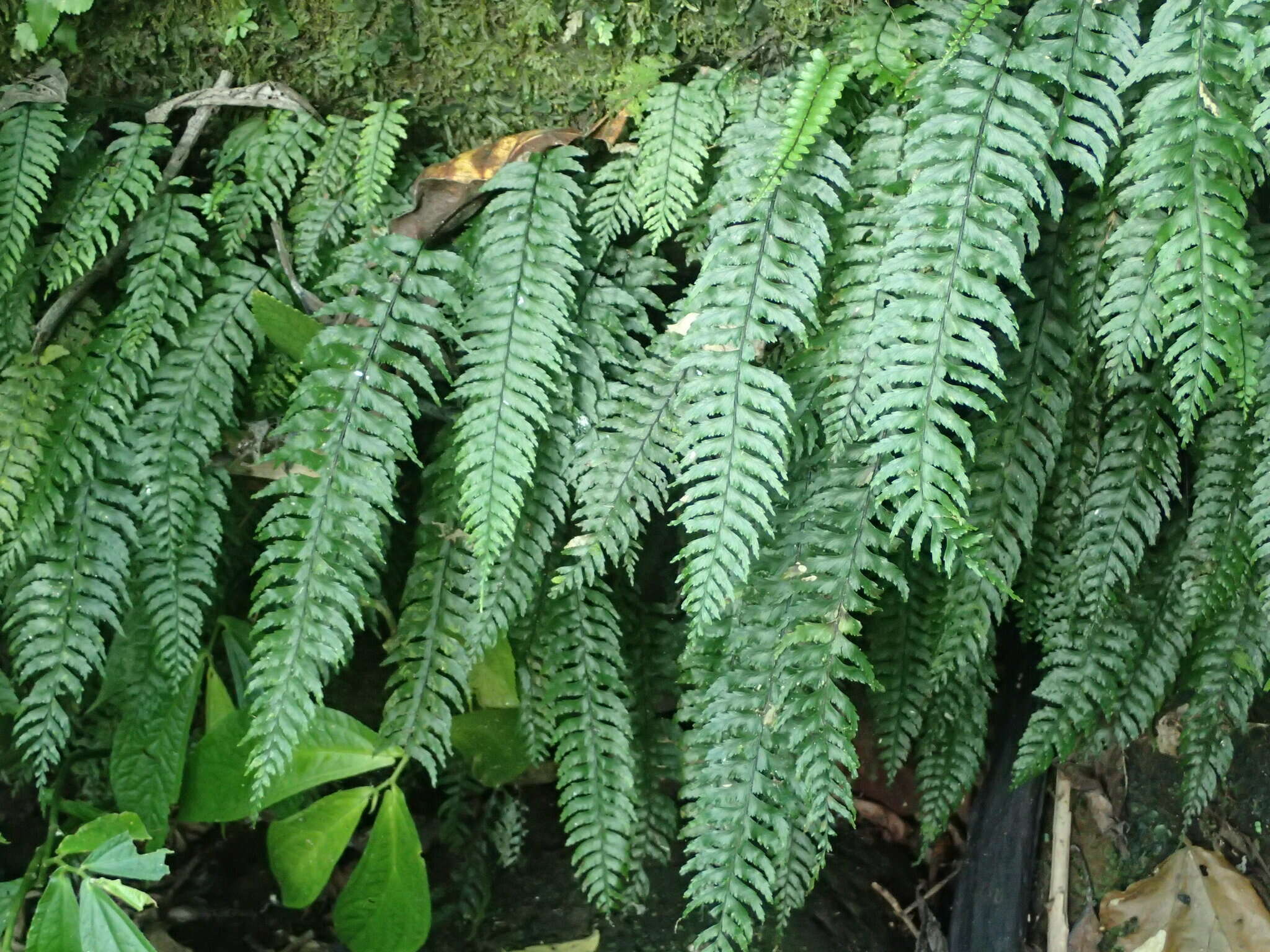 Sivun Hymenasplenium pubirhizoma (Ching & Z. Y. Liu) K. W. Xu & Li Bing Zhang kuva