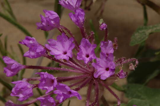 Image of large-fruited sand verbena