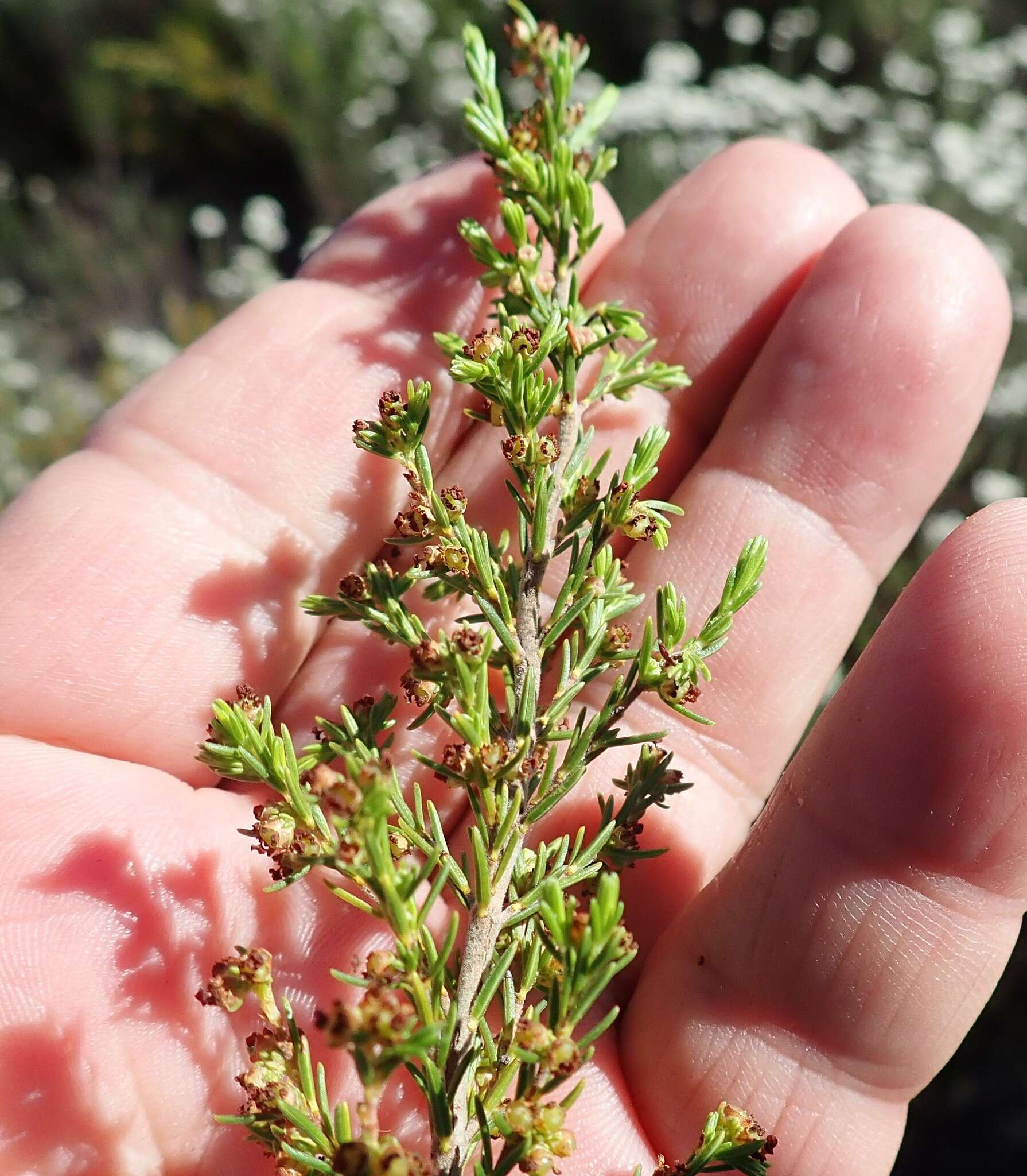 Image of Erica axillaris Thunb.