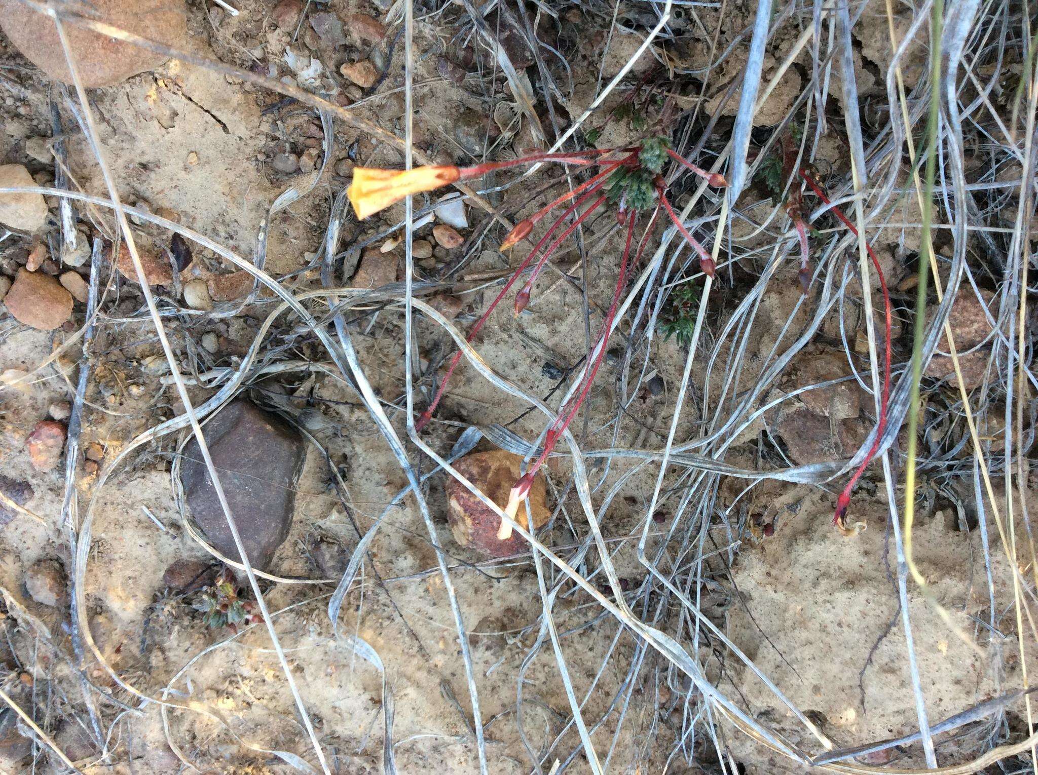 Image of Oxalis massoniana var. flavescens T. M. Salter