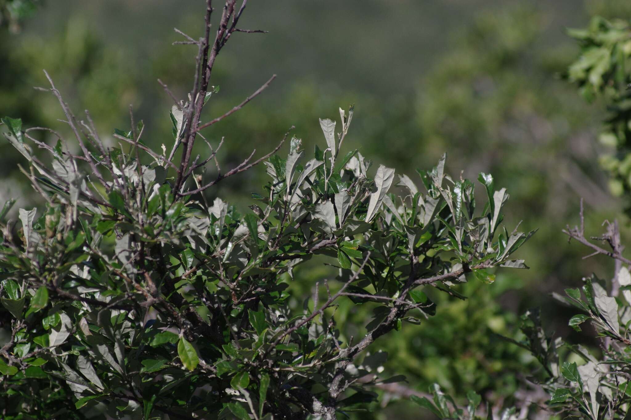 Image of Brachylaena ilicifolia (Lam.) Phill. & Schweick.