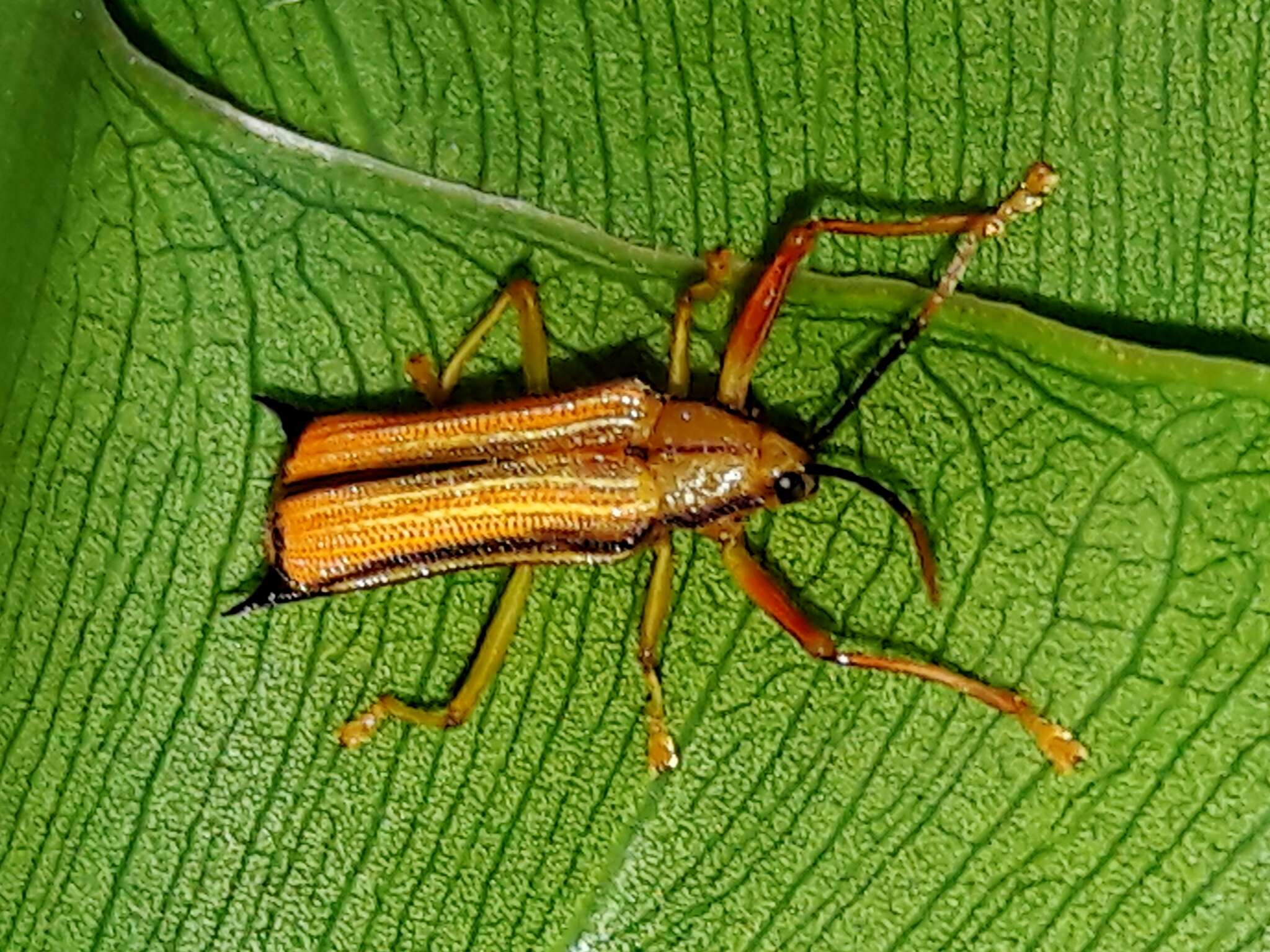 Image of Sceloenopla bidens (Fabricius 1792)