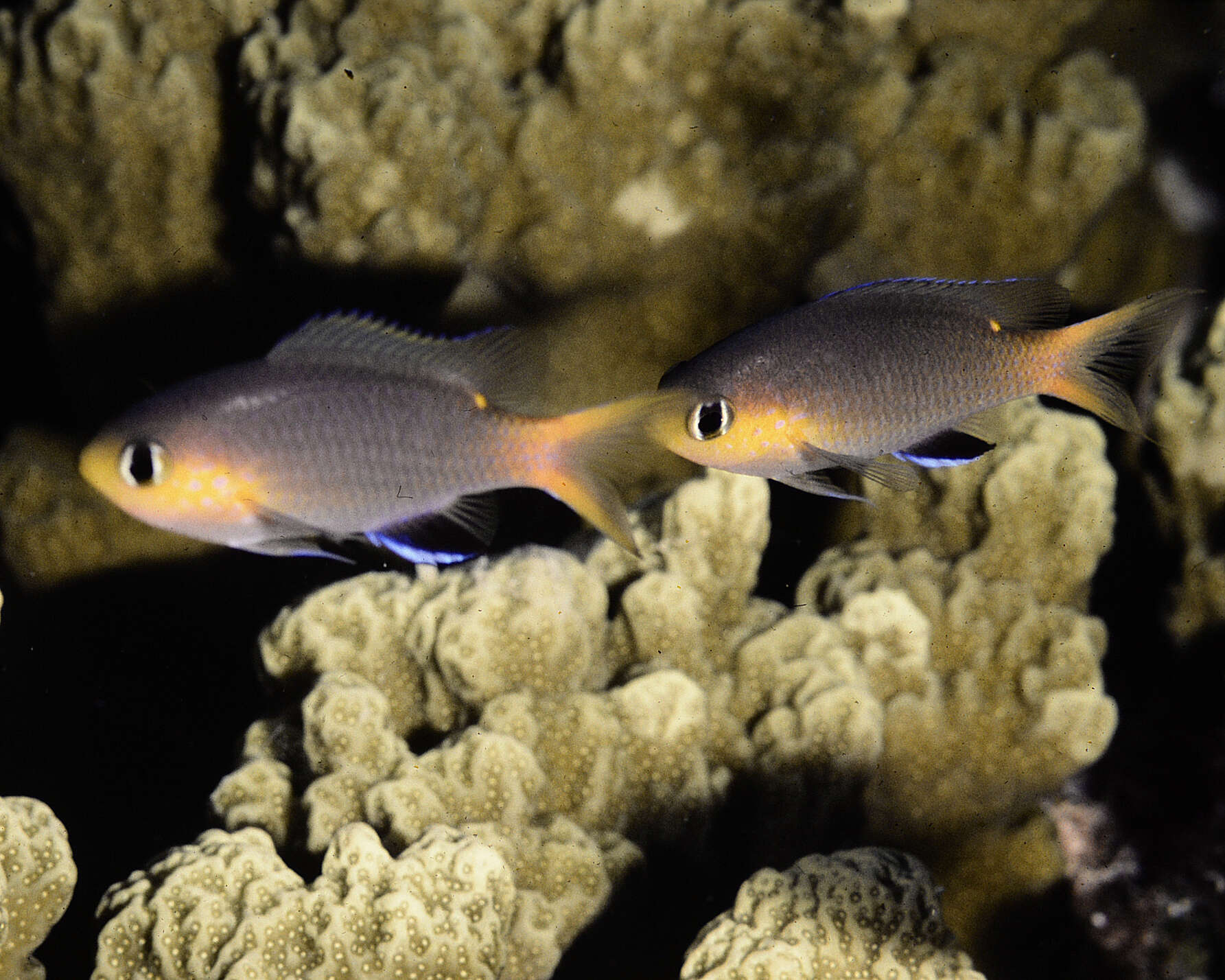 Слика од Pycnochromis acares (Randall & Swerdloff 1973)