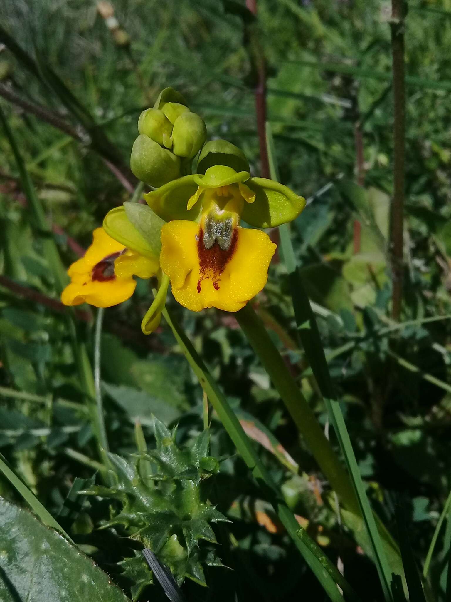 Image of Ophrys lutea subsp. lutea