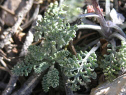 Sivun <i>Chaenactis <i>douglasii</i></i> var. douglasii kuva