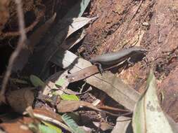 Image of Southern Forest Cool-skink