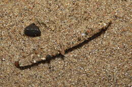 Image of sandmason worm or sand mason worm