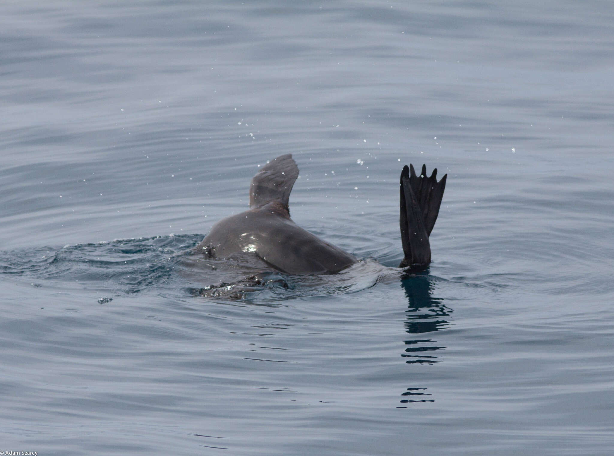 Image of Guadalupe Fur Seal