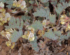 Sivun Astragalus pulsiferae var. coronensis S. L. Welsh, Ondricek & G. Clifton kuva