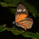 Image of Paraphthonia cteatus Seitz 1917