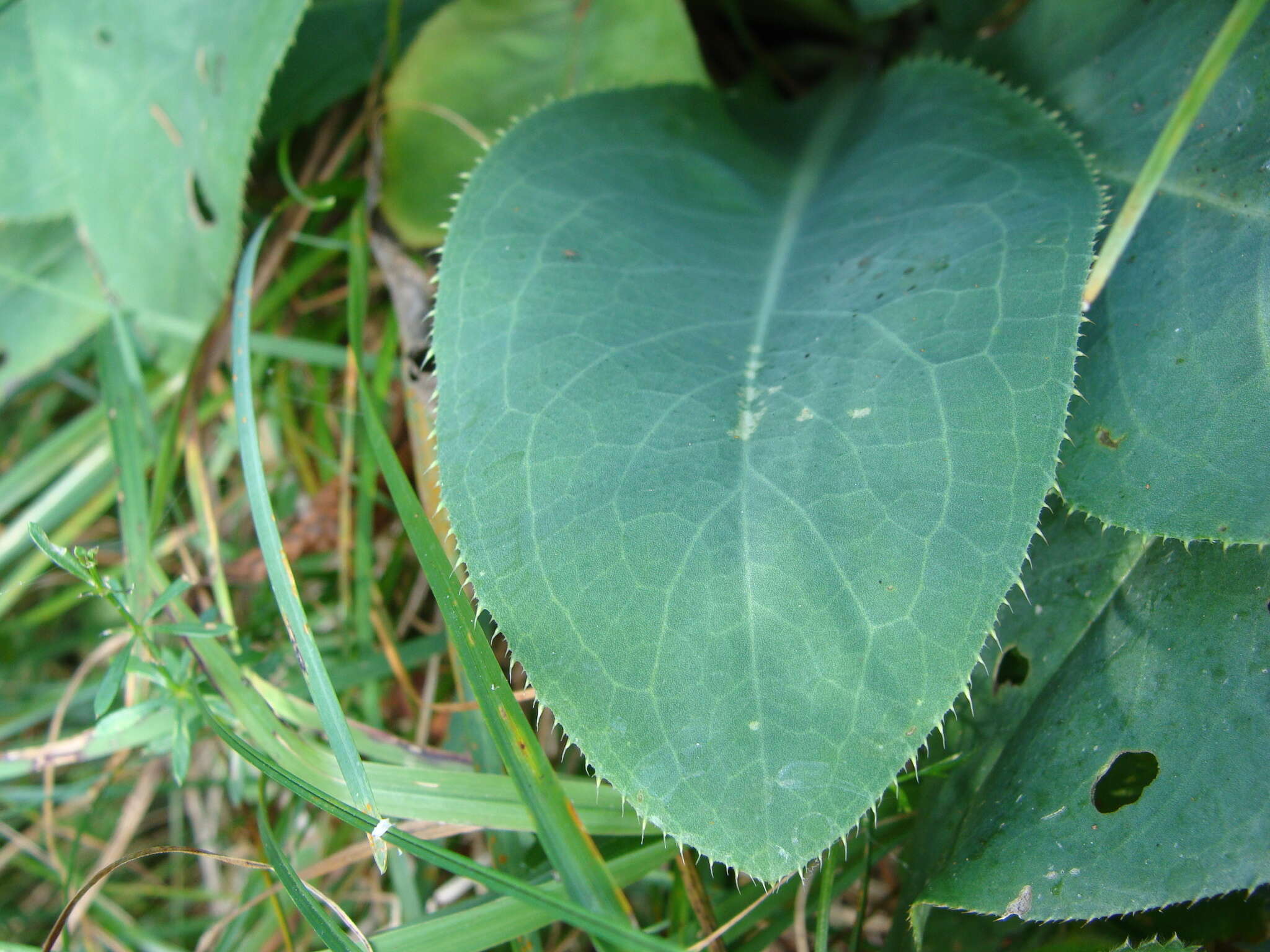 Imagem de Carduus defloratus subsp. glaucus (Baumg.) Nym.