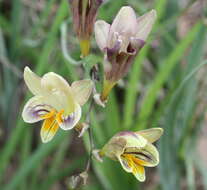 Freesia refracta (Jacq.) Klatt resmi