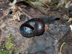 Image of New Zealand microsnails