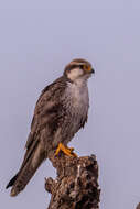 Image of Laggar Falcon