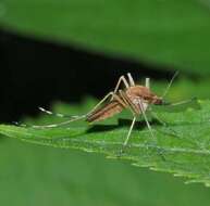 Image of Aedes flavescens (Muller 1764)