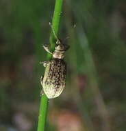 Polydrusus (Eurodrusus) cervinus (Linnaeus 1758) resmi