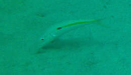 Image of Forsskal&#39;s goatfish