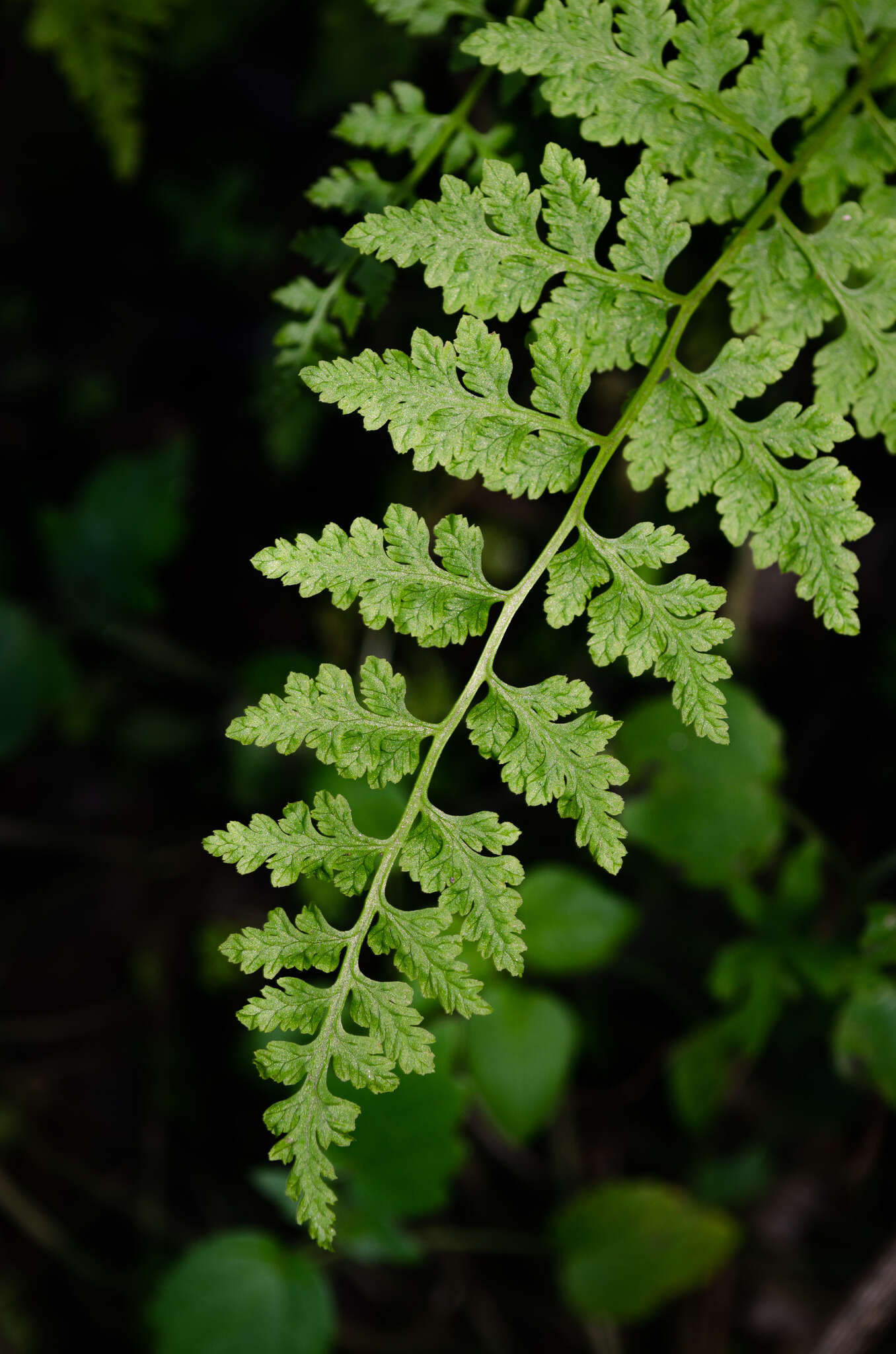 Image of Cystopteris fragilis var. apiiformis (Gand.) Blasdell