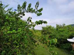 Celtis iguanaea (Jacq.) Sarg. resmi