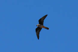 Image of Eleonora's Falcon