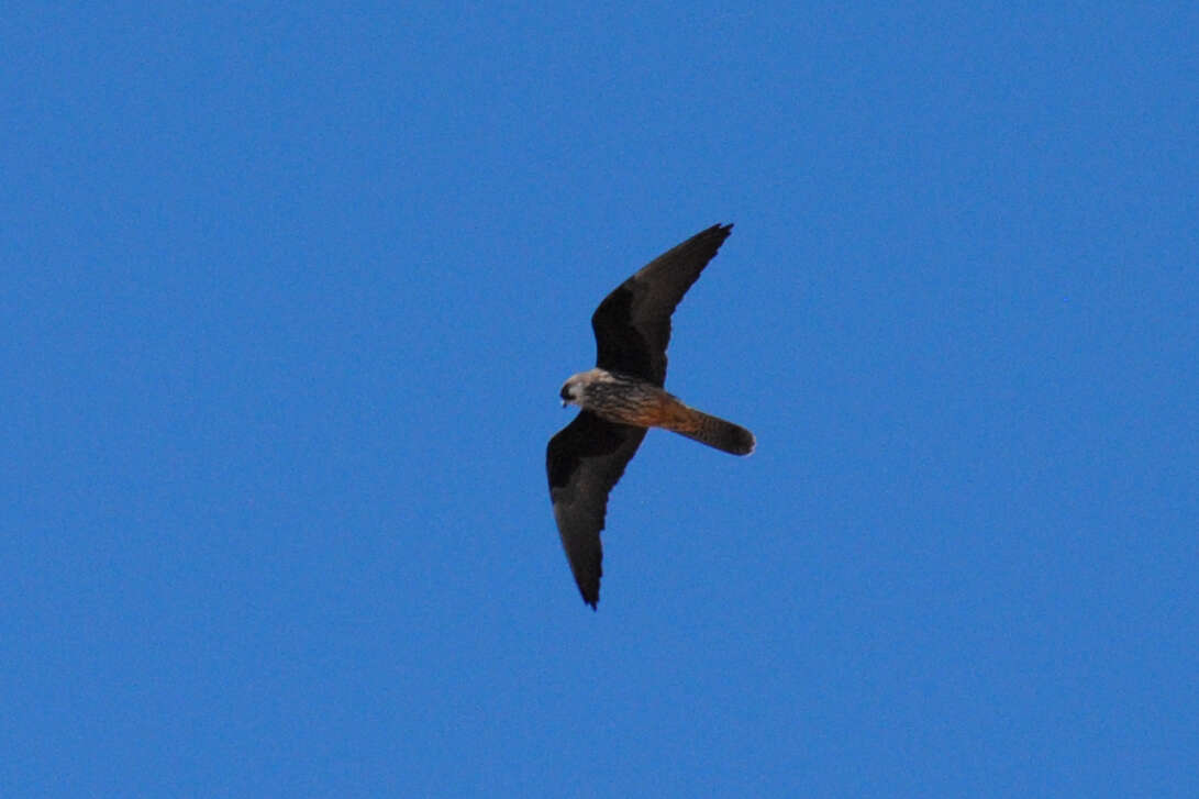 Image of Eleonora's Falcon