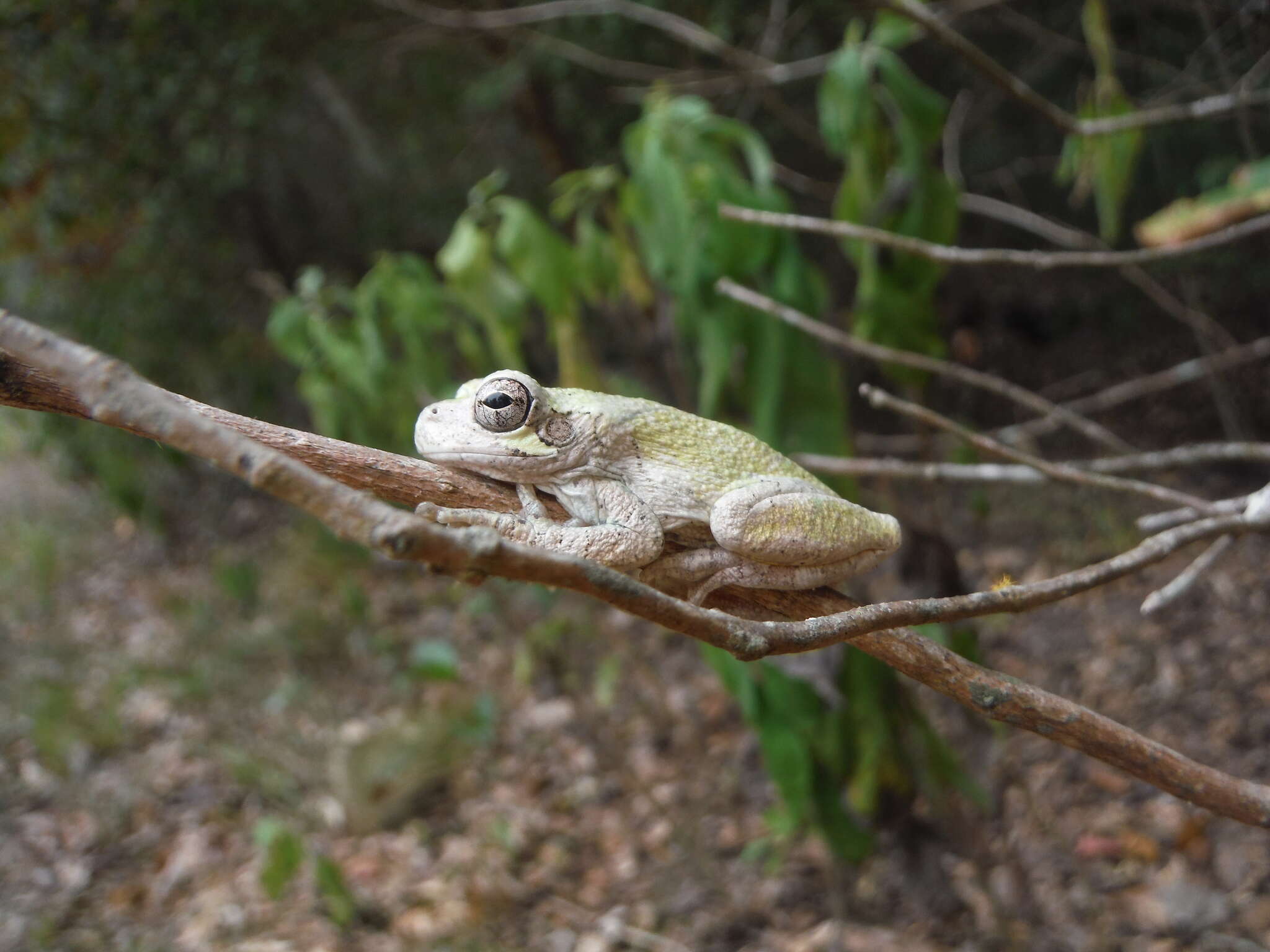 Image of Gray Treefrog