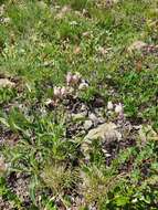 Image de Silene vulgaris subsp. glareosa (Jordan) Marsden-Jones & Turrill