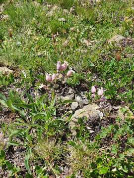 Image of Silene vulgaris subsp. glareosa (Jordan) Marsden-Jones & Turrill