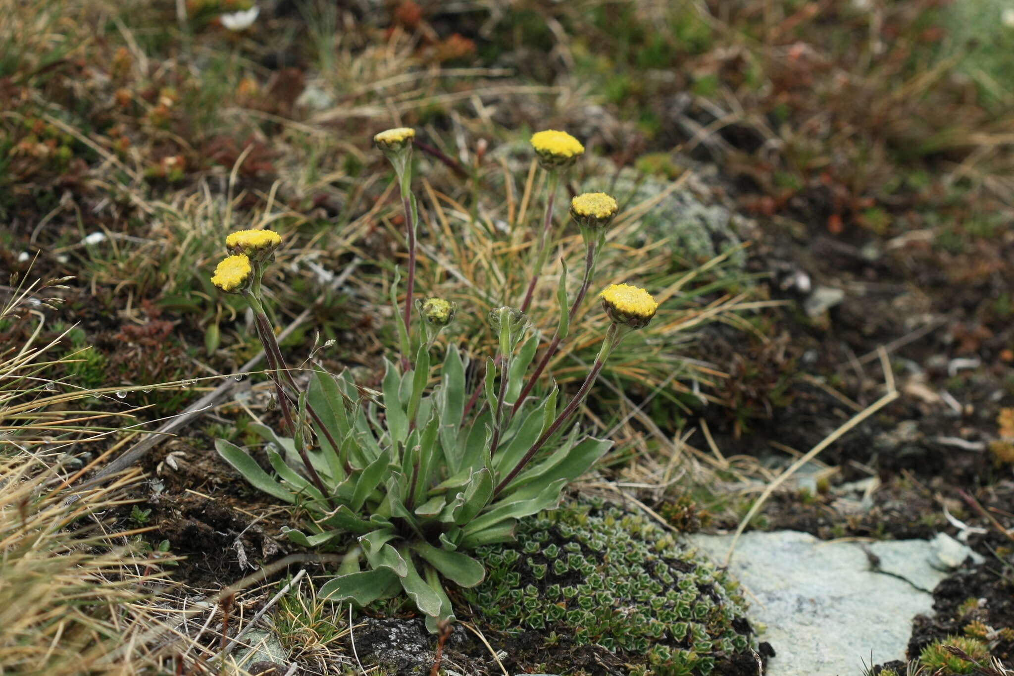 Image of <i>Craspedia <i>uniflora</i></i> var. uniflora