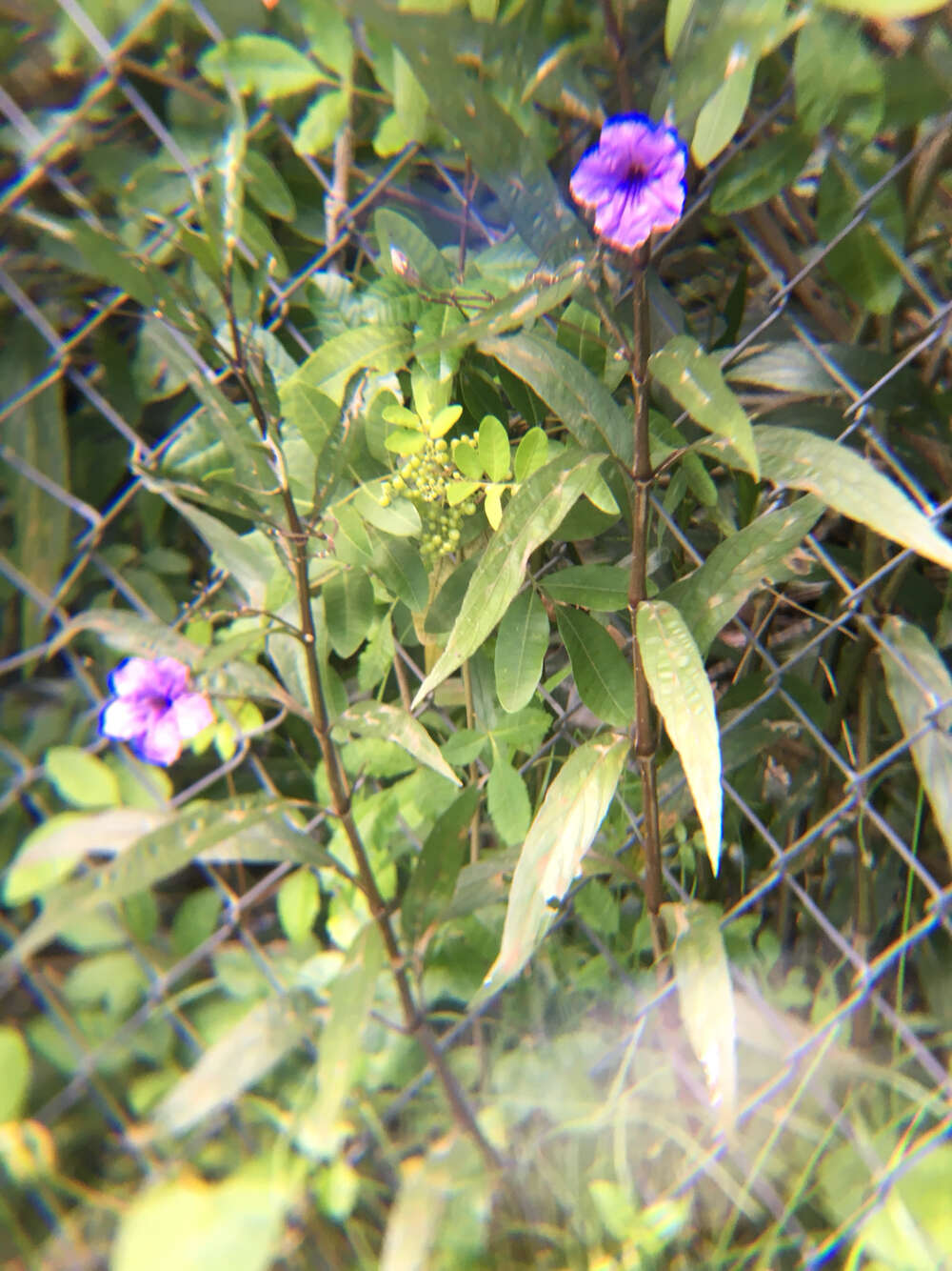 Image de Ruellia simplex Wright