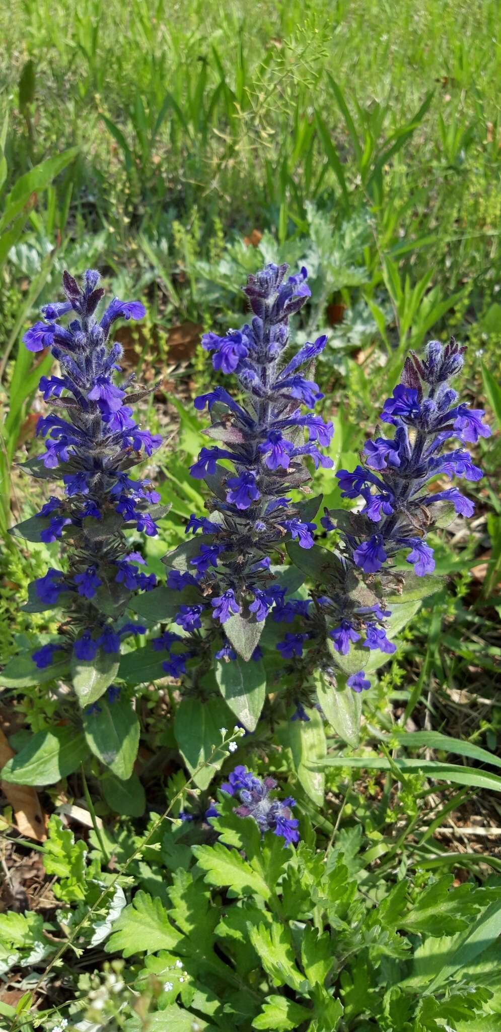 Image of Ajuga multiflora Bunge