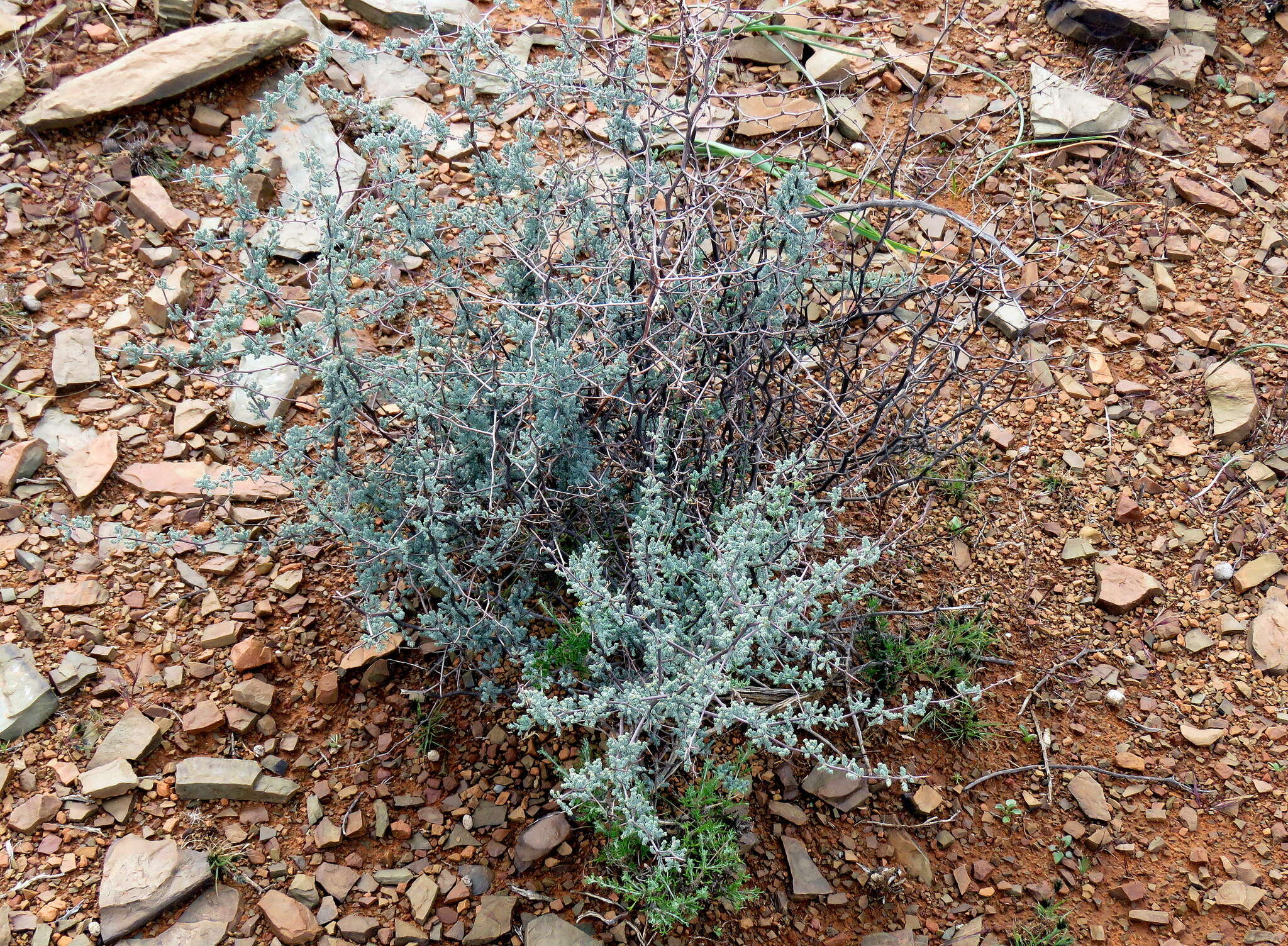 Image of Asparagus capensis var. capensis