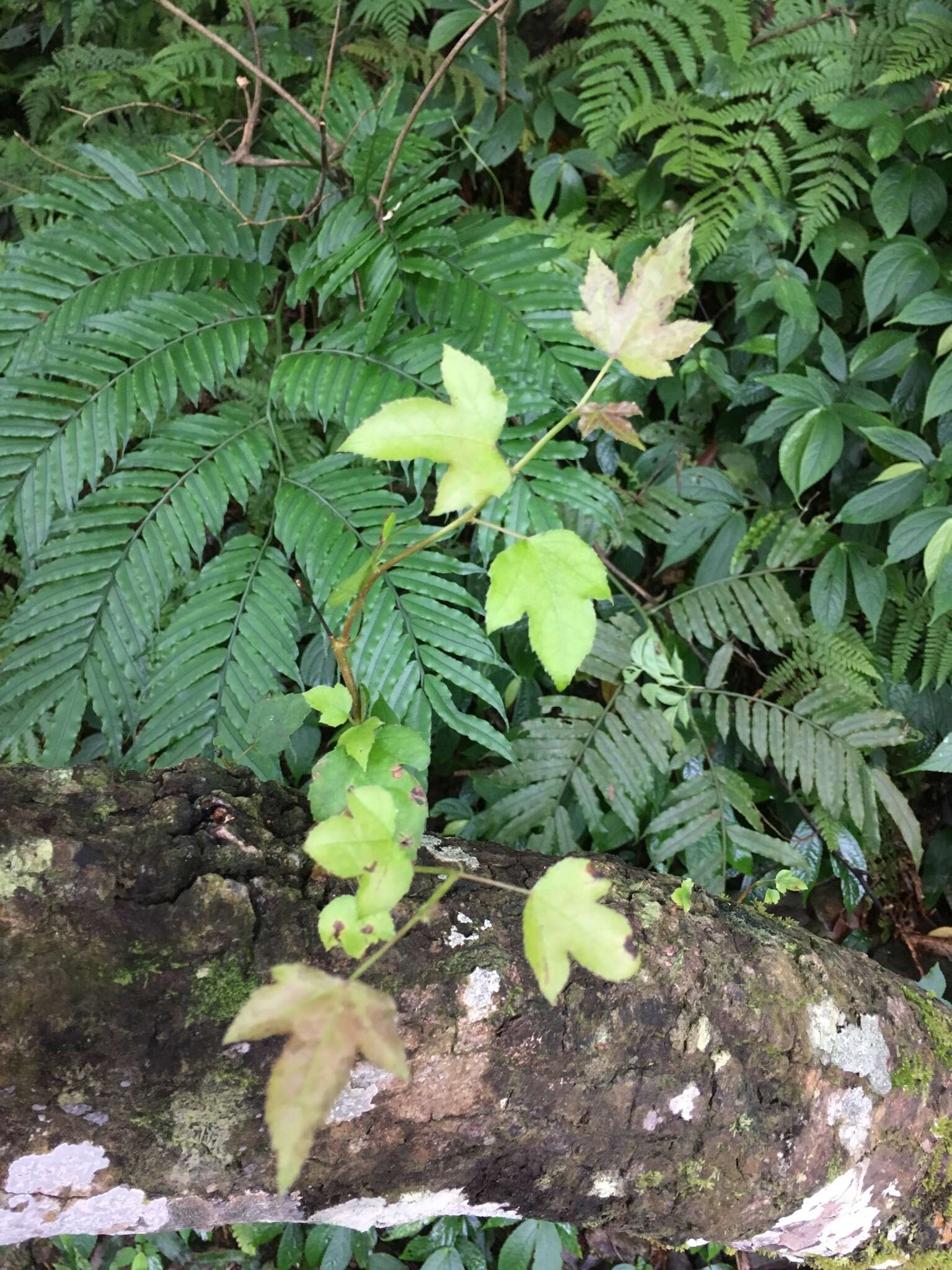 Image of Chinese Sweetgum