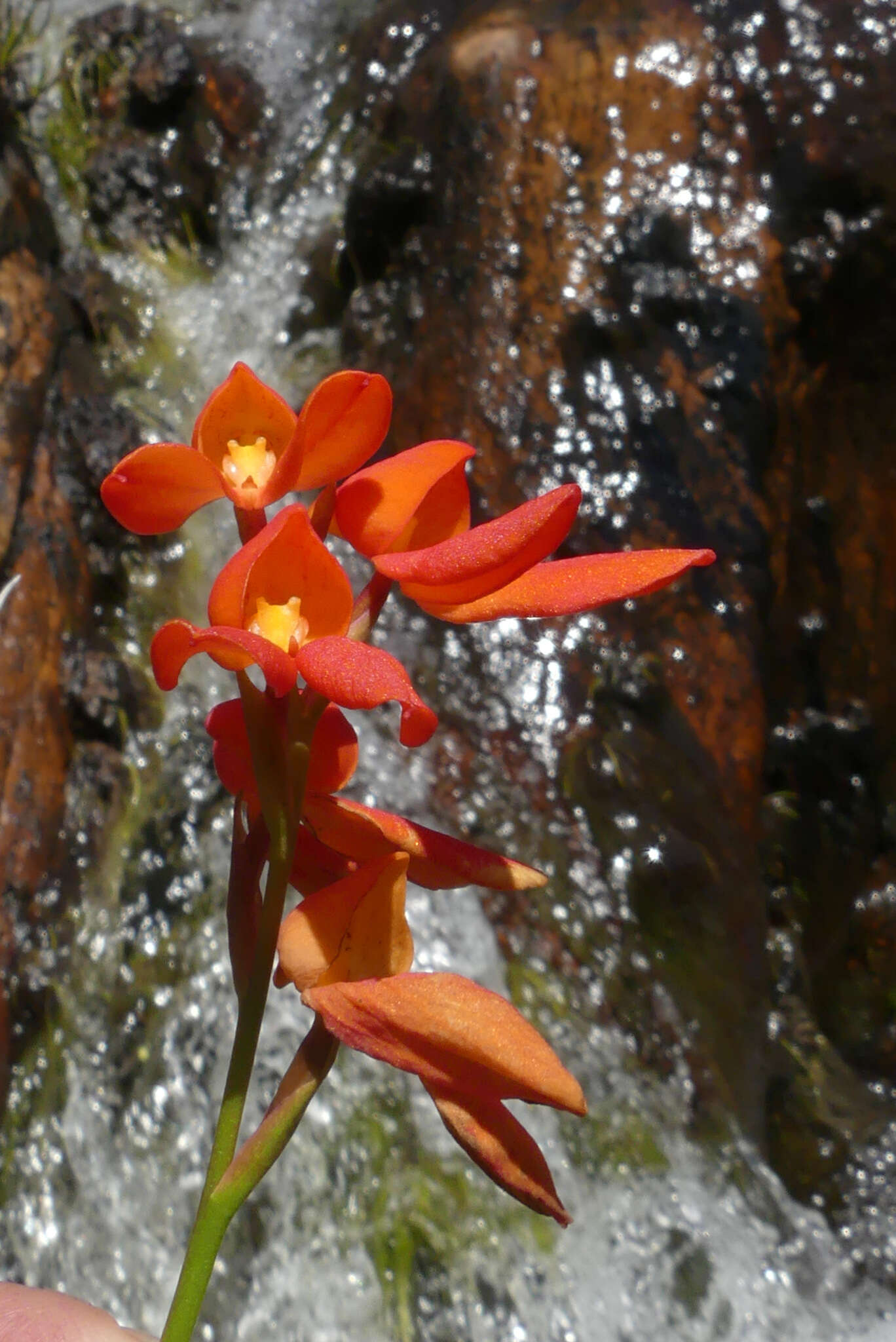 Image de Disa cardinalis H. P. Linder