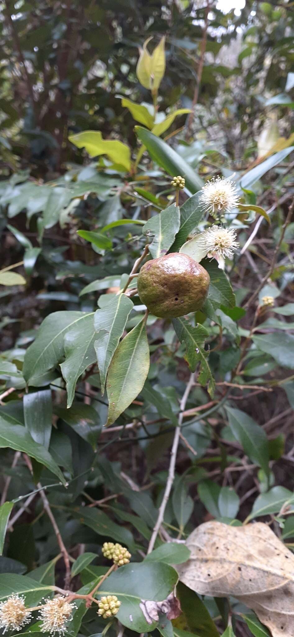 Image of Backhousia leptopetala (F. Müll.) M. G. Harr.