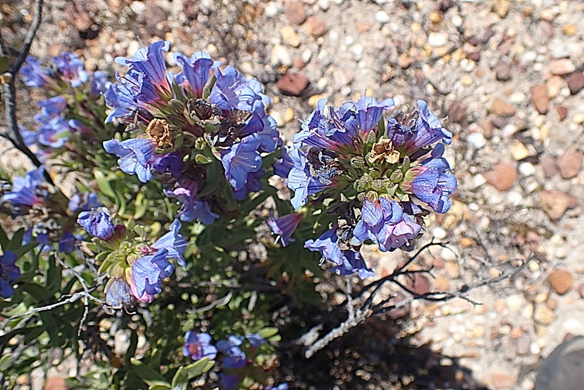 Image of Lobostemon marlothii Levyns