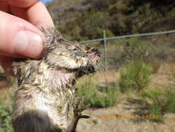 Image of California pocket mouse