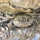 Image of salt marsh mud crab