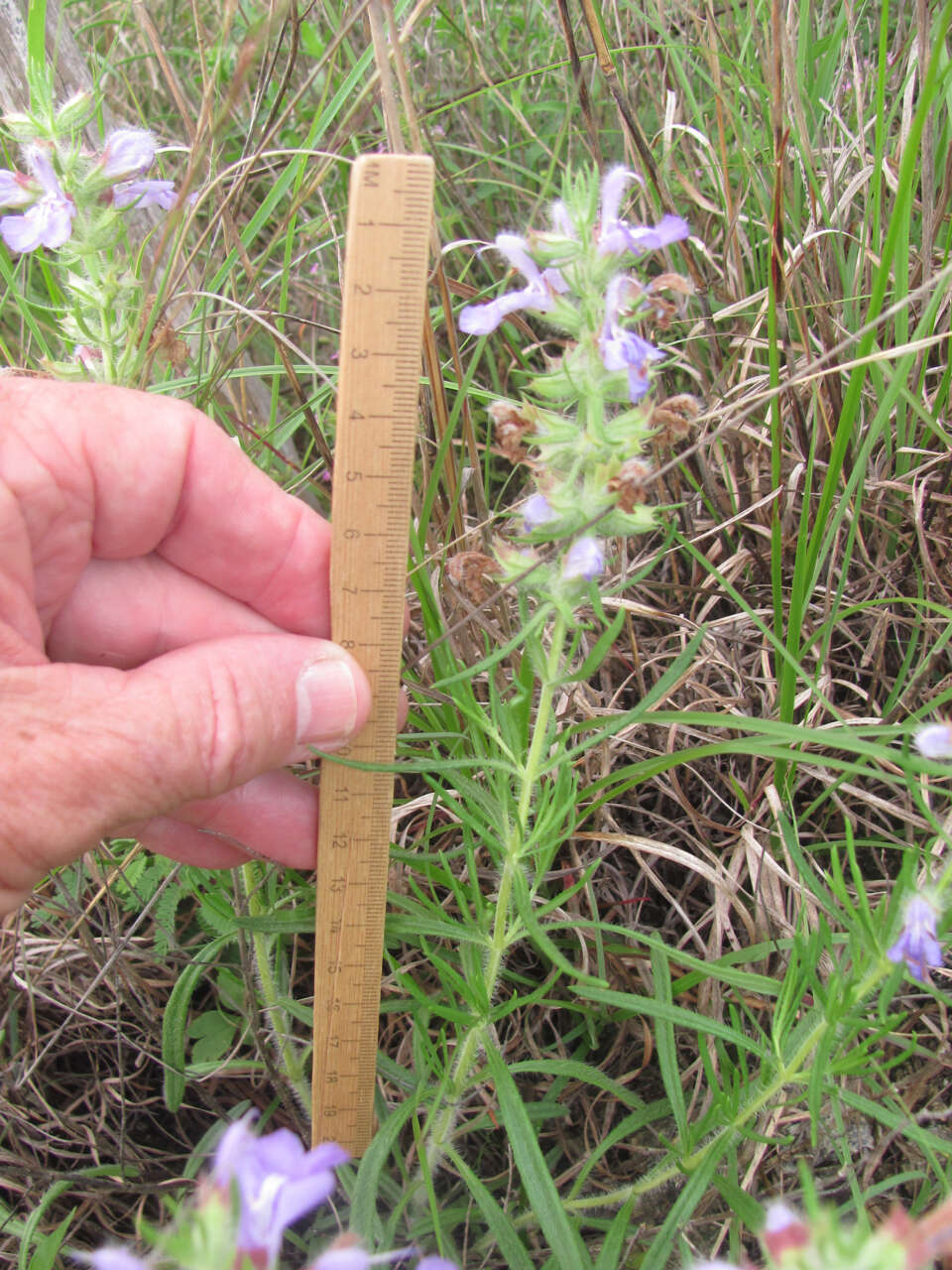 Sivun Salvia engelmannii A. Gray kuva