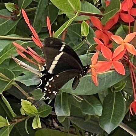 Image of Papilio pelaus Fabricius 1775