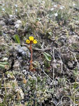 Image of whiplash saxifrage