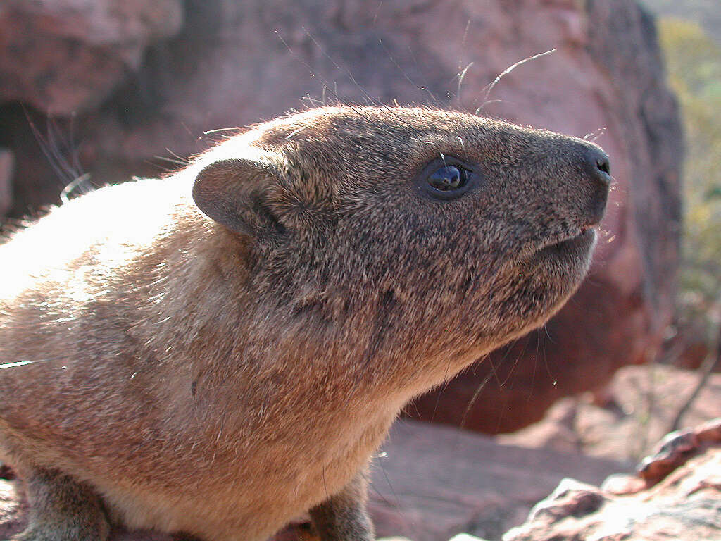 Image of Procavia capensis welwitschii (Gray 1868)