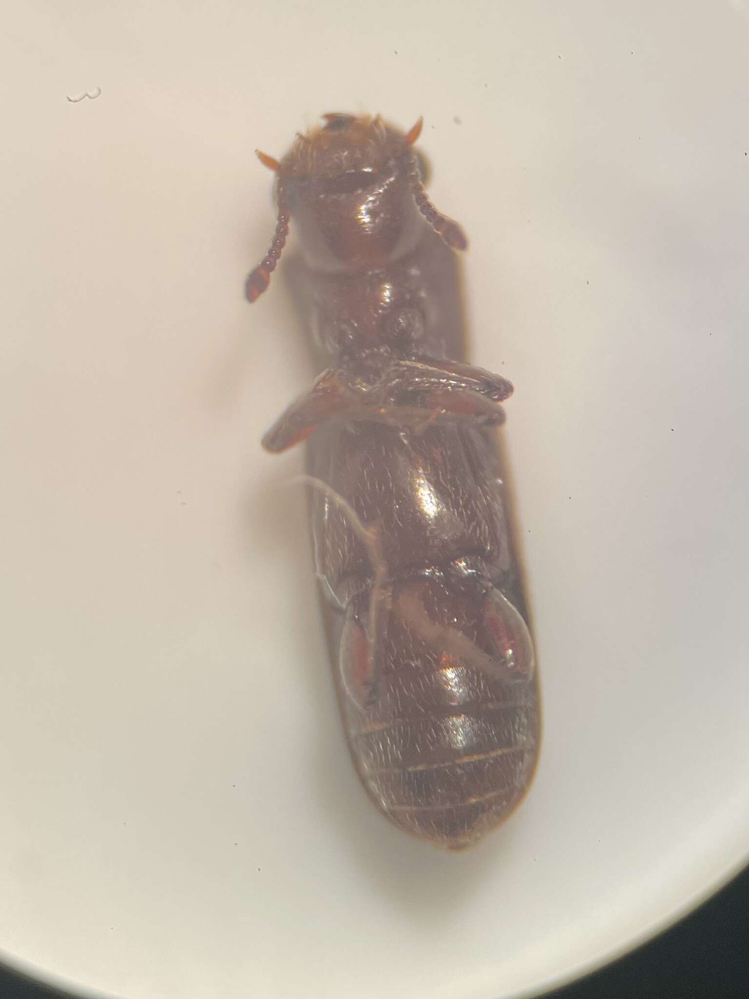 Image of Powderpost beetle