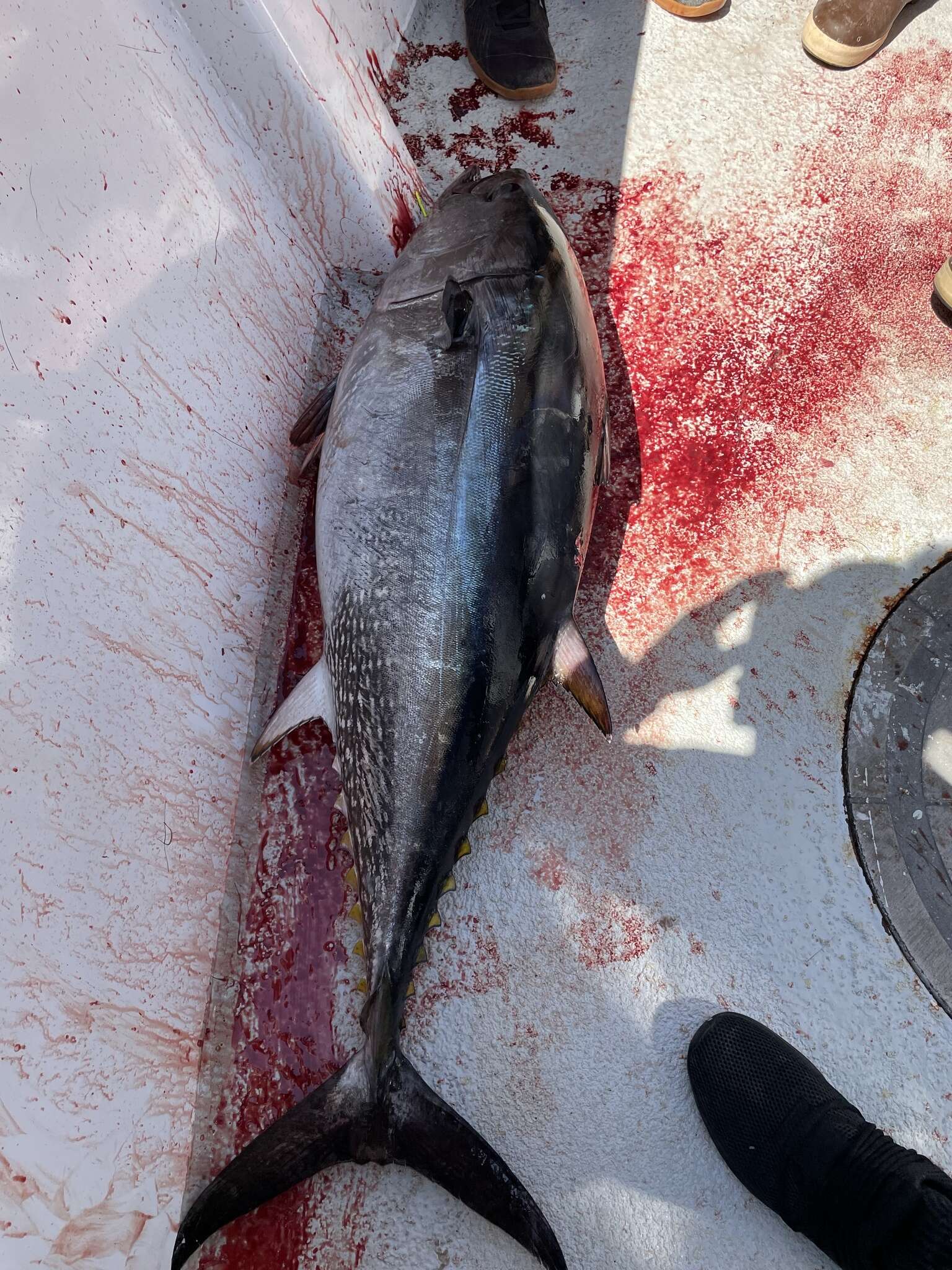 Image of Pacific Bluefin Tuna