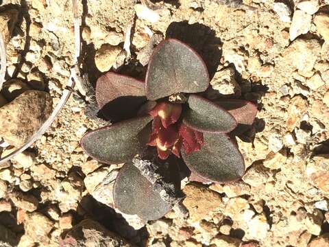 Image of Kellogg's lewisia